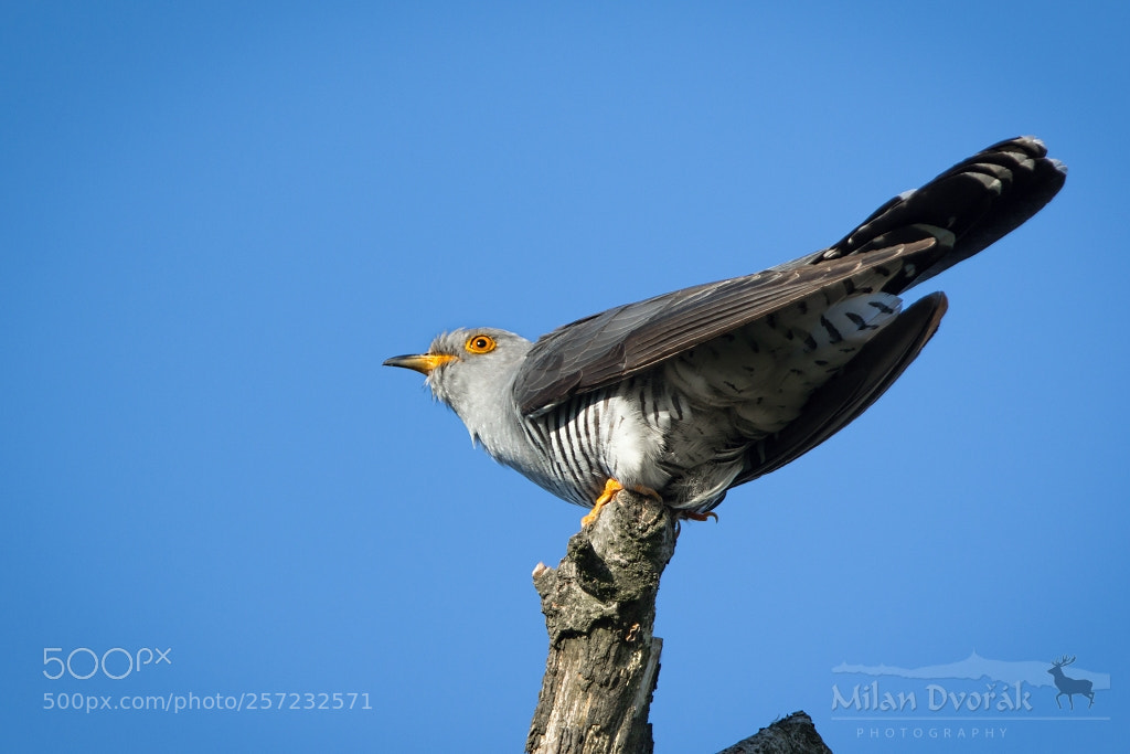Canon EOS 7D Mark II sample photo. Cuckoo kuku - kuku photography
