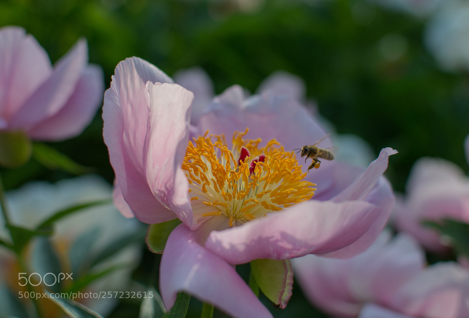 Nikon D7100 sample photo. Landing photography