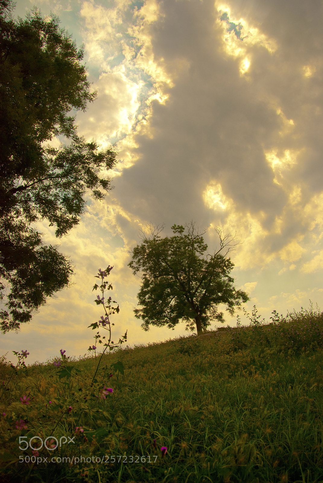 Nikon D80 sample photo. Dreamland photography