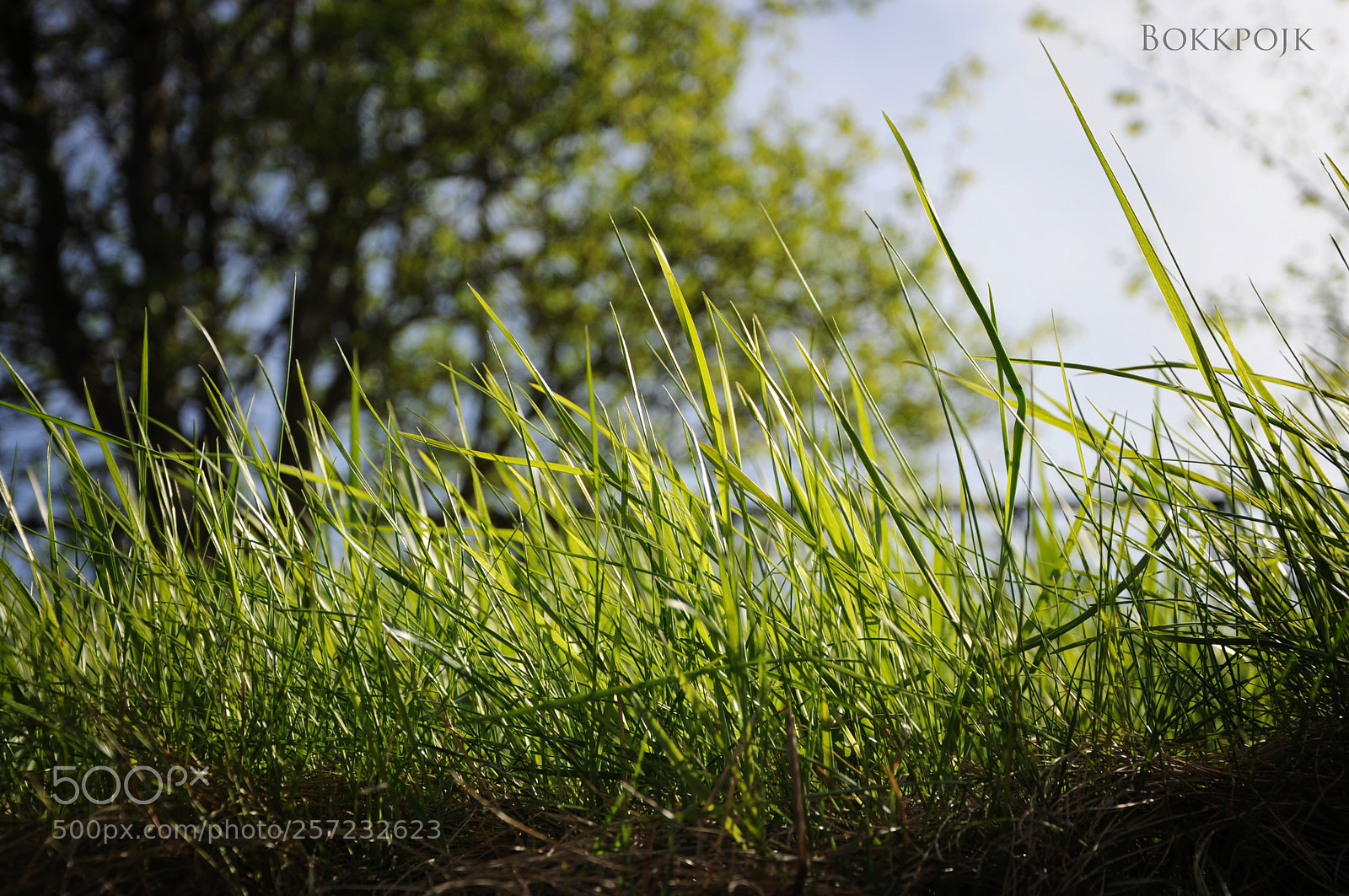 Nikon D5000 sample photo. Spring grass photography