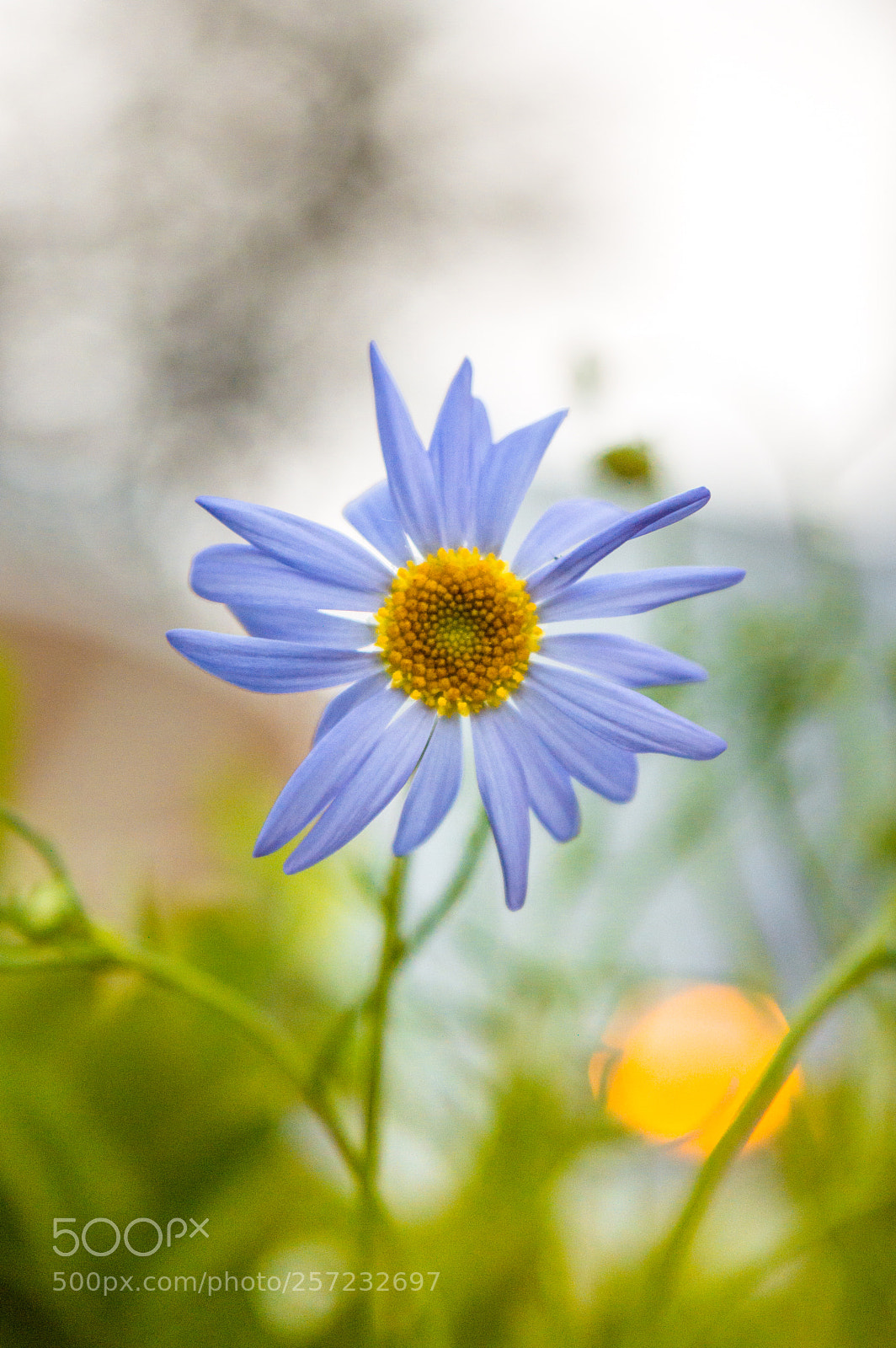 Nikon D3200 sample photo. White flower photography