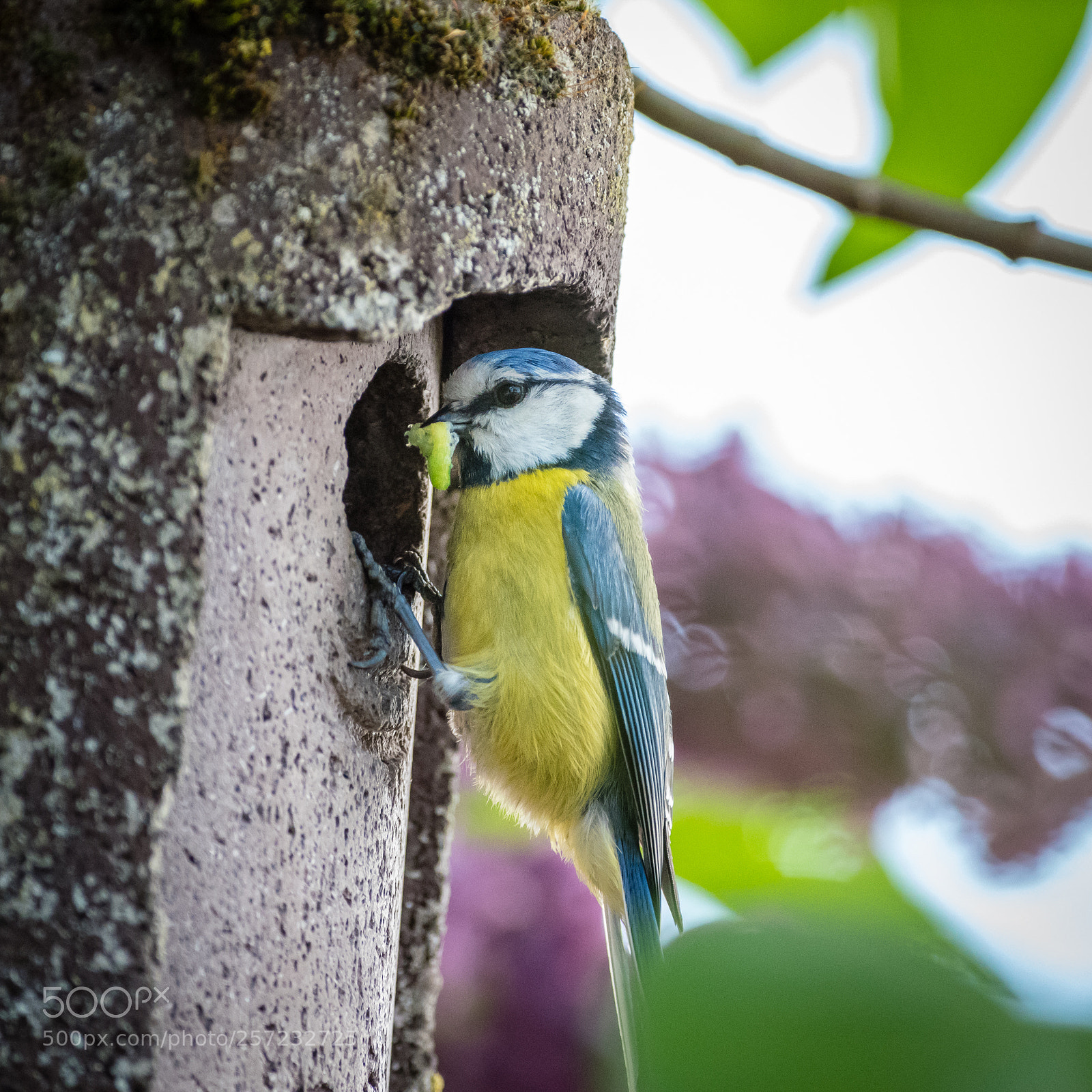 Pentax K-1 sample photo. Blaumeise cyanistes caeruleus, syn photography