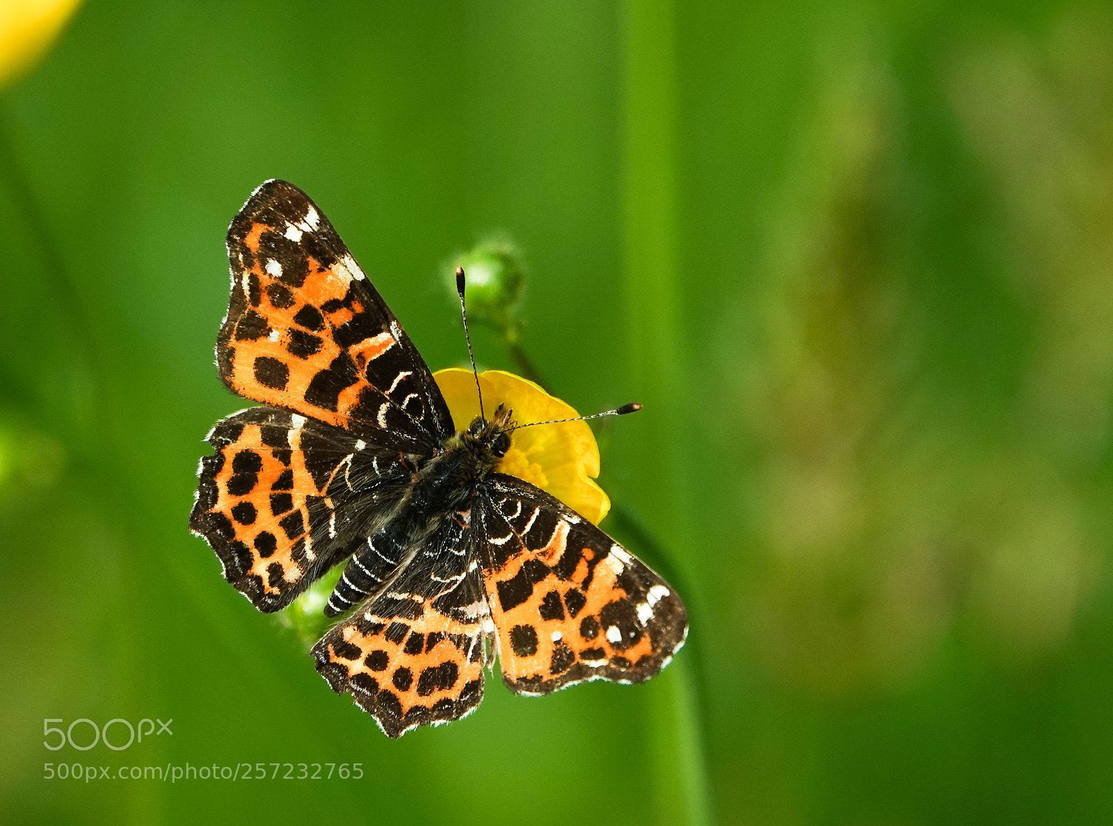 Sony Cyber-shot DSC-RX10 IV sample photo. Butterfly photography