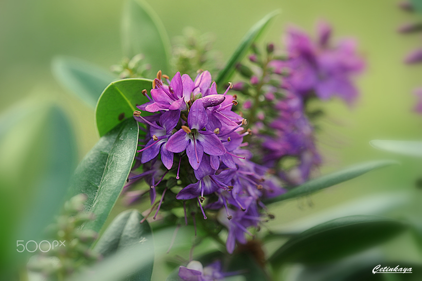 Sigma 150mm F2.8 EX DG Macro HSM sample photo. Wıld flower photography