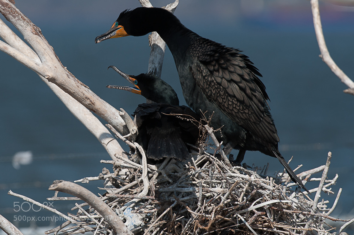 Nikon D700 sample photo. Cormorants nesting photography