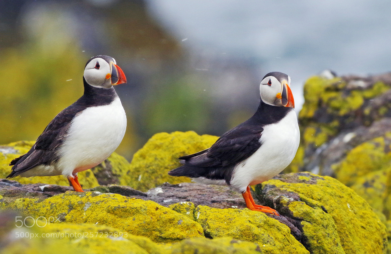 Pentax K-50 sample photo. Puffins ! photography