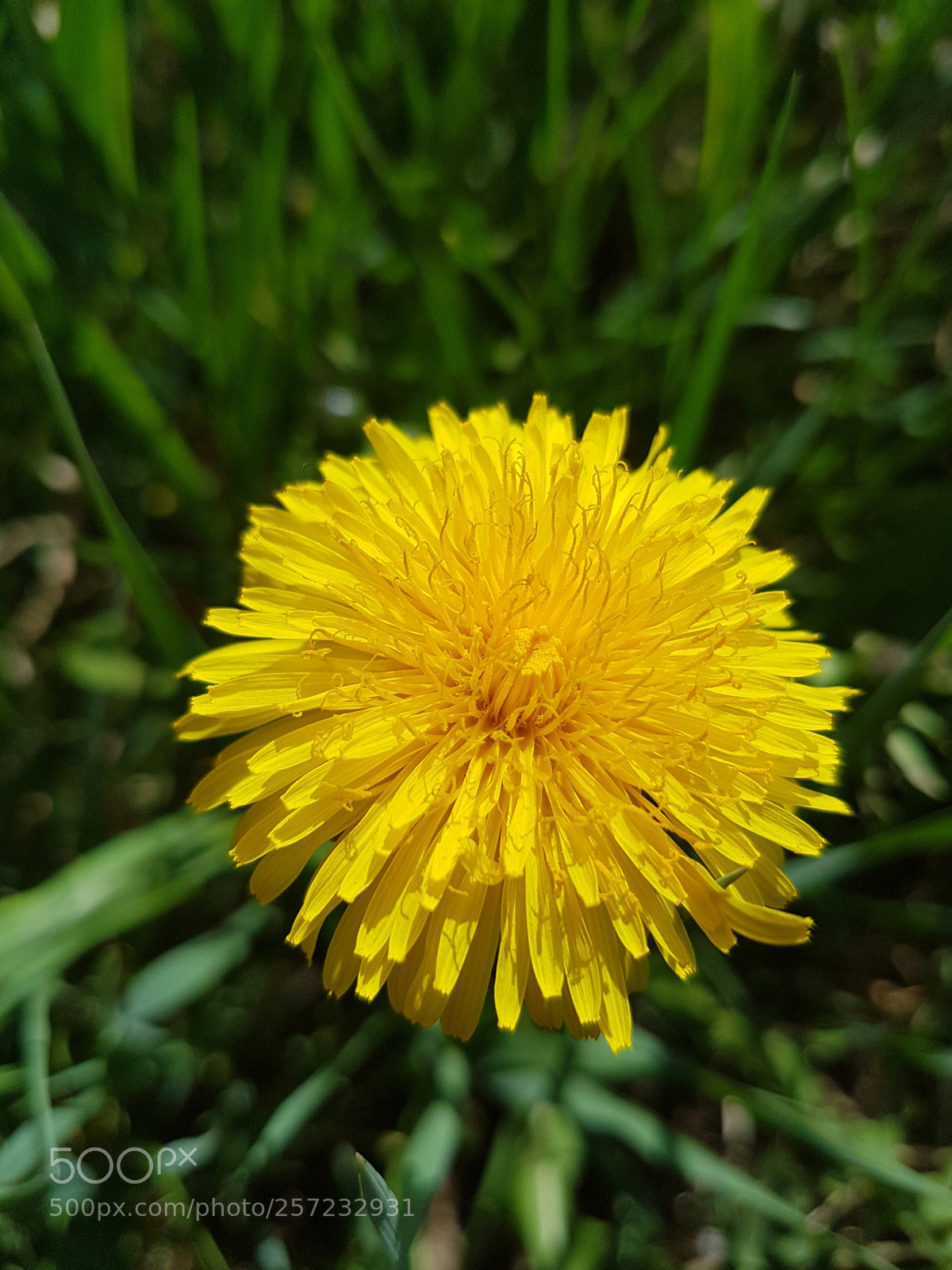 Samsung Galaxy S7 Edge sample photo. Untitled photography