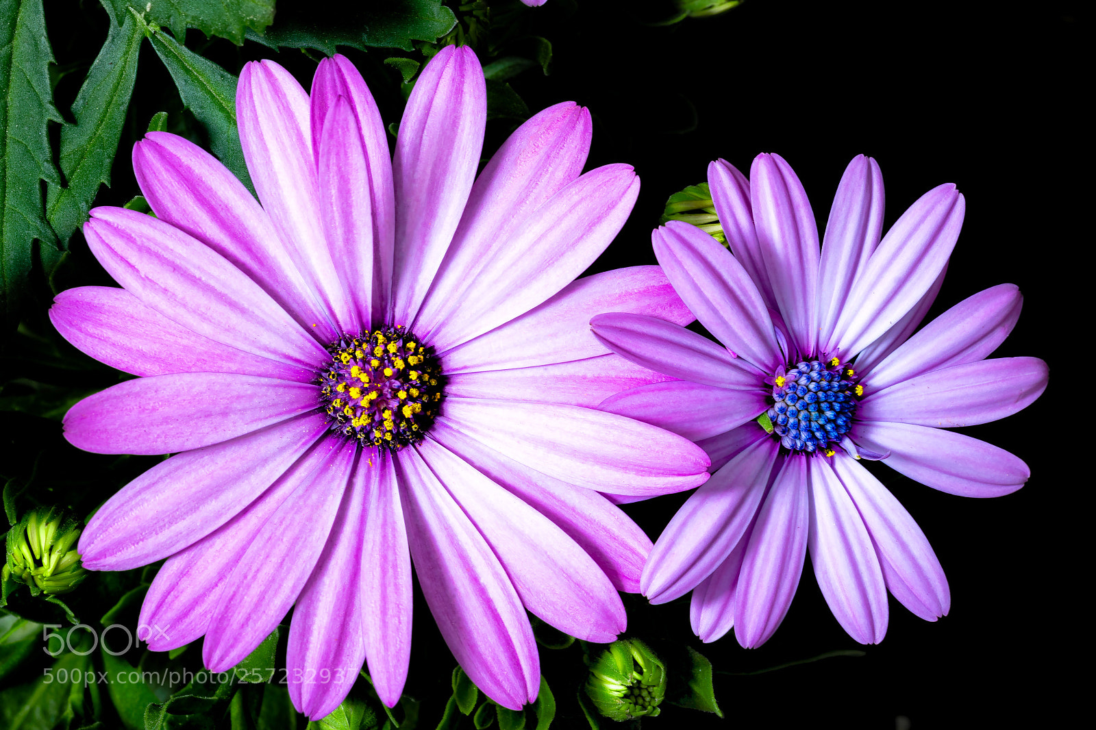 Nikon D500 sample photo. Fower and flower photography