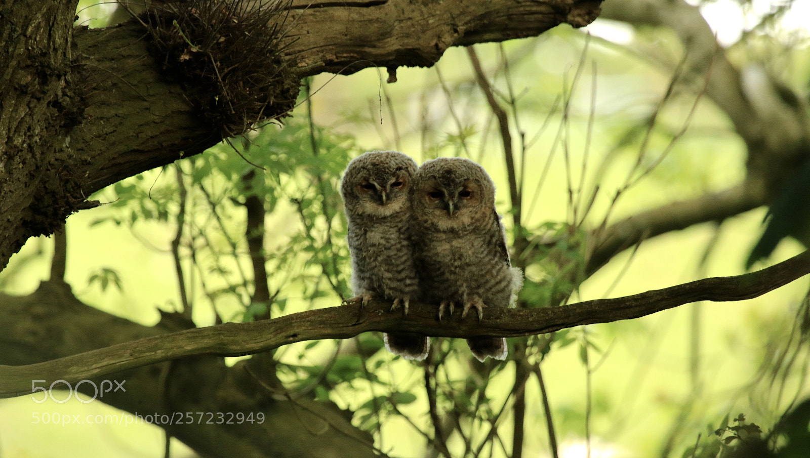 Canon EOS 7D Mark II sample photo. Tawny owls  photography