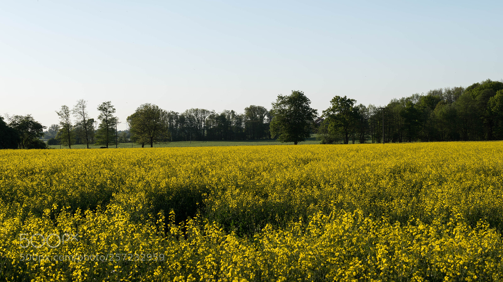 Nikon D5600 sample photo. Rapsblüte photography