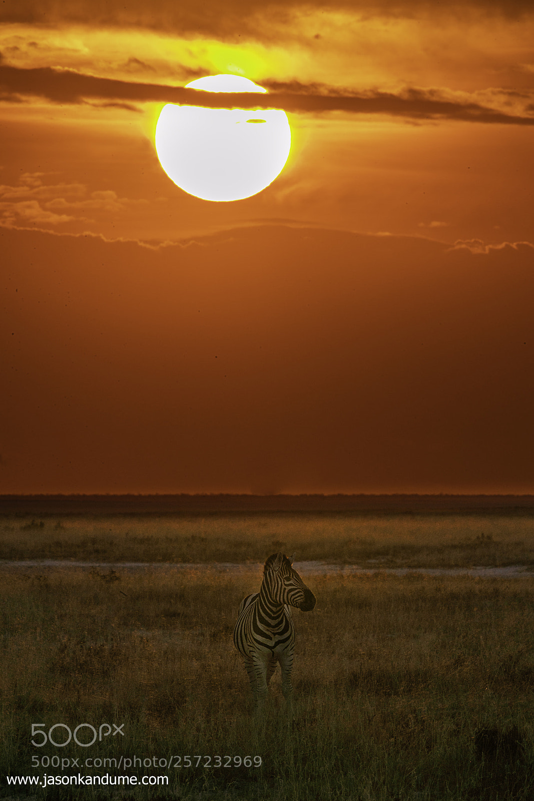 Canon EOS-1D X Mark II sample photo. Owen jason kandume zebra photography