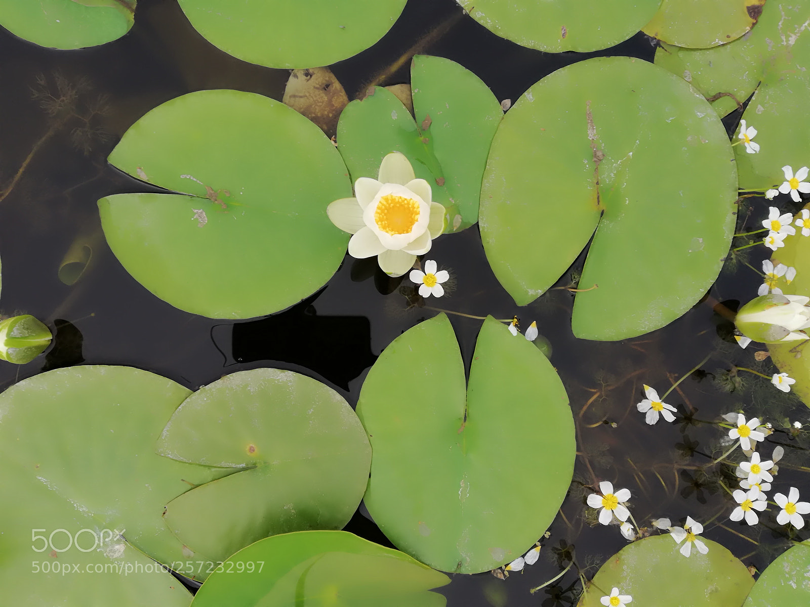 HUAWEI Mate 10 Lite sample photo. Lotus photography
