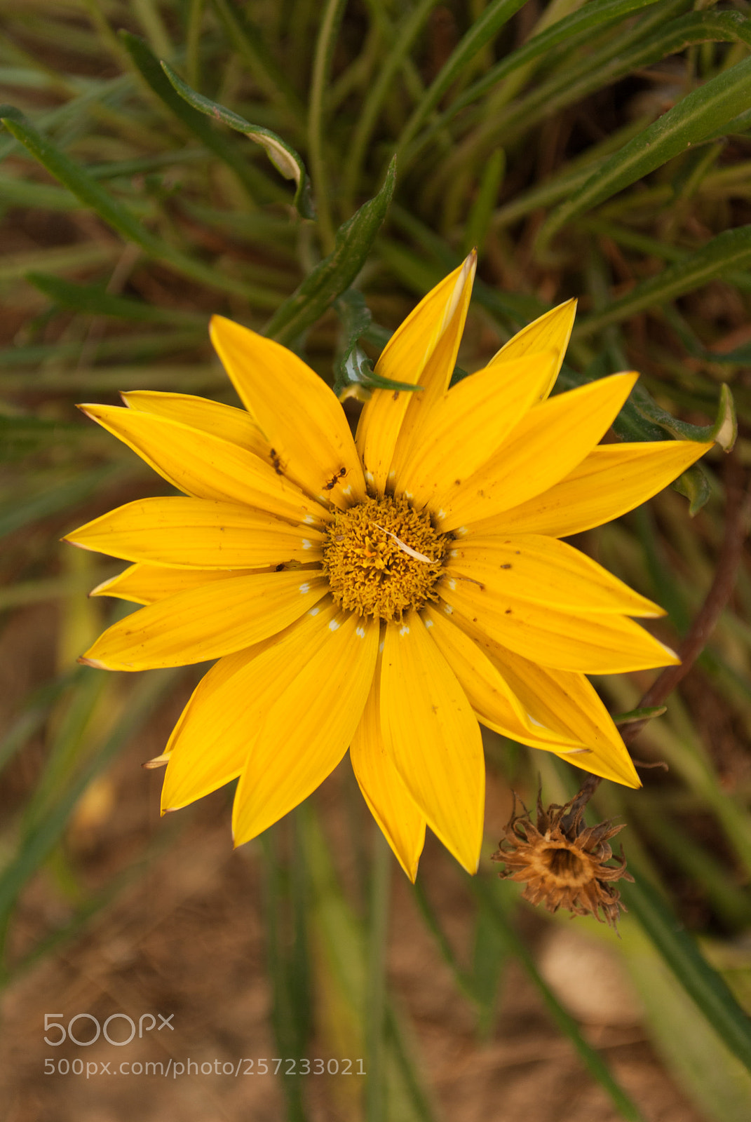 Nikon D3000 sample photo. "flower" photography