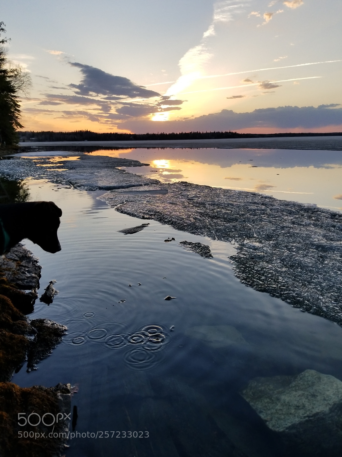 Samsung Galaxy S8 sample photo. Puppy in the sunset photography