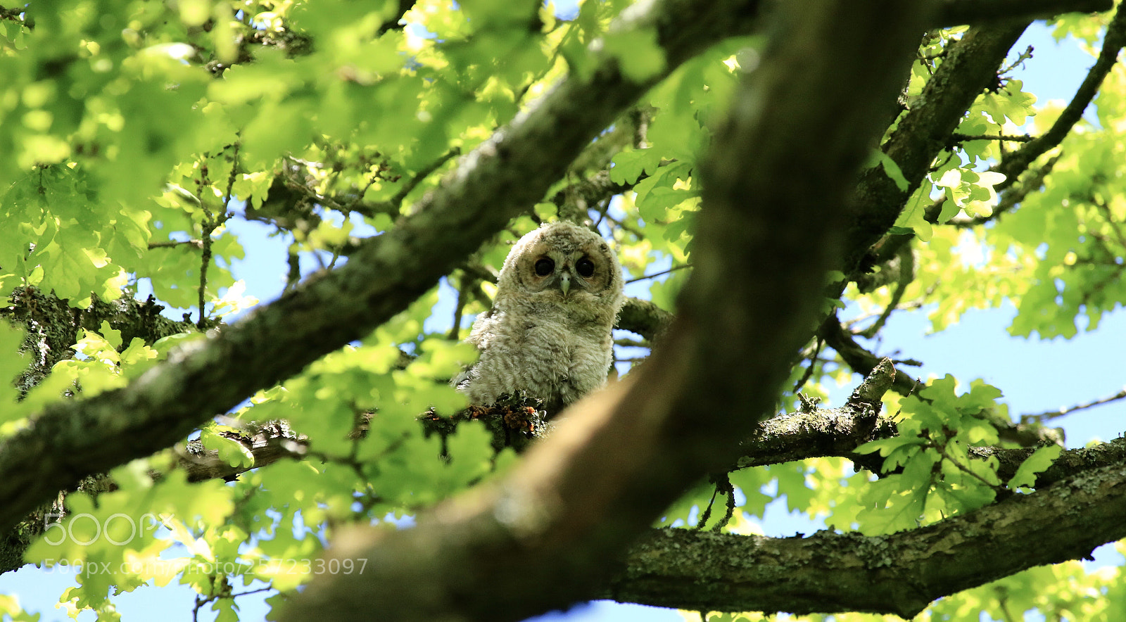 Canon EOS 7D Mark II sample photo. Is three tawny owls  photography