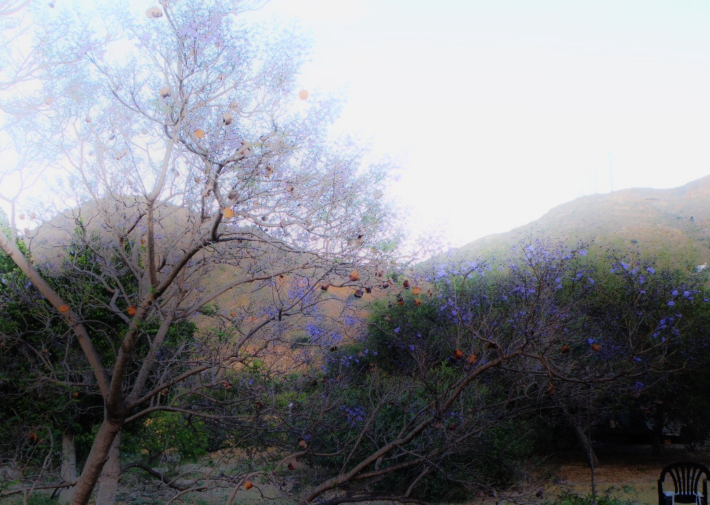 Olympus SP-565UZ sample photo. Jacaranda-tree photography