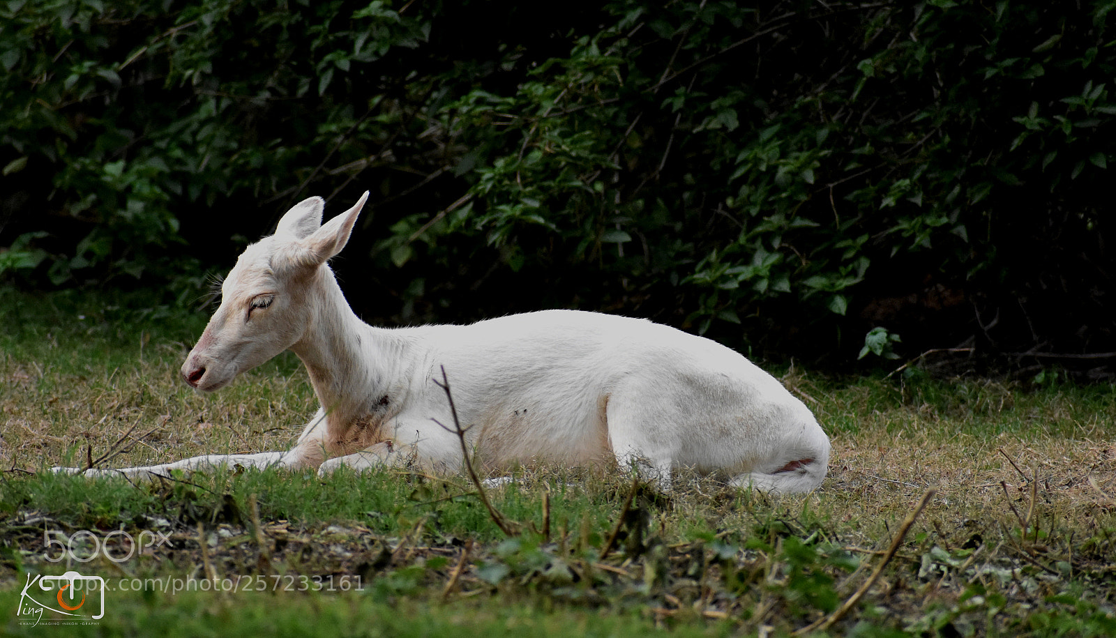 Nikon D3400 sample photo. White deer photography