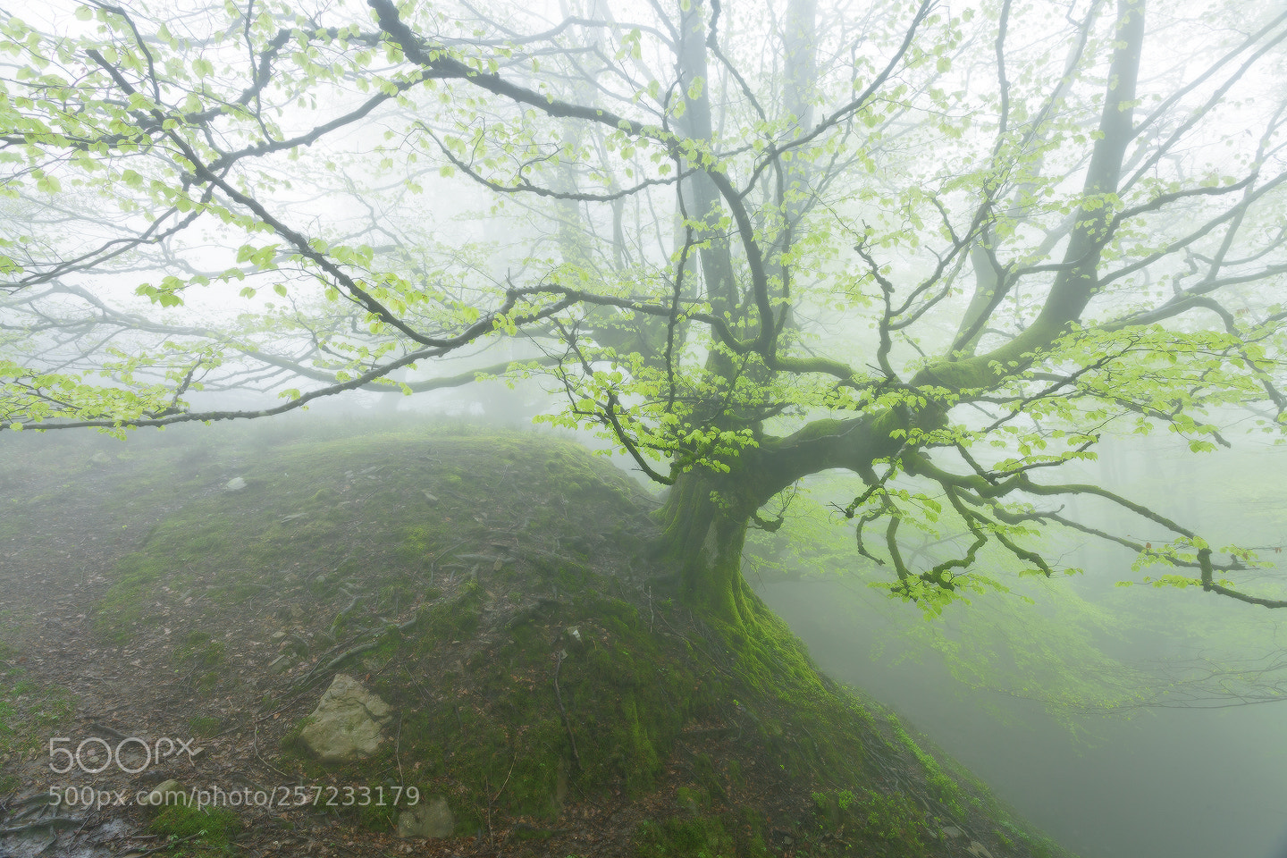 Canon EOS 5D Mark II sample photo. In green photography