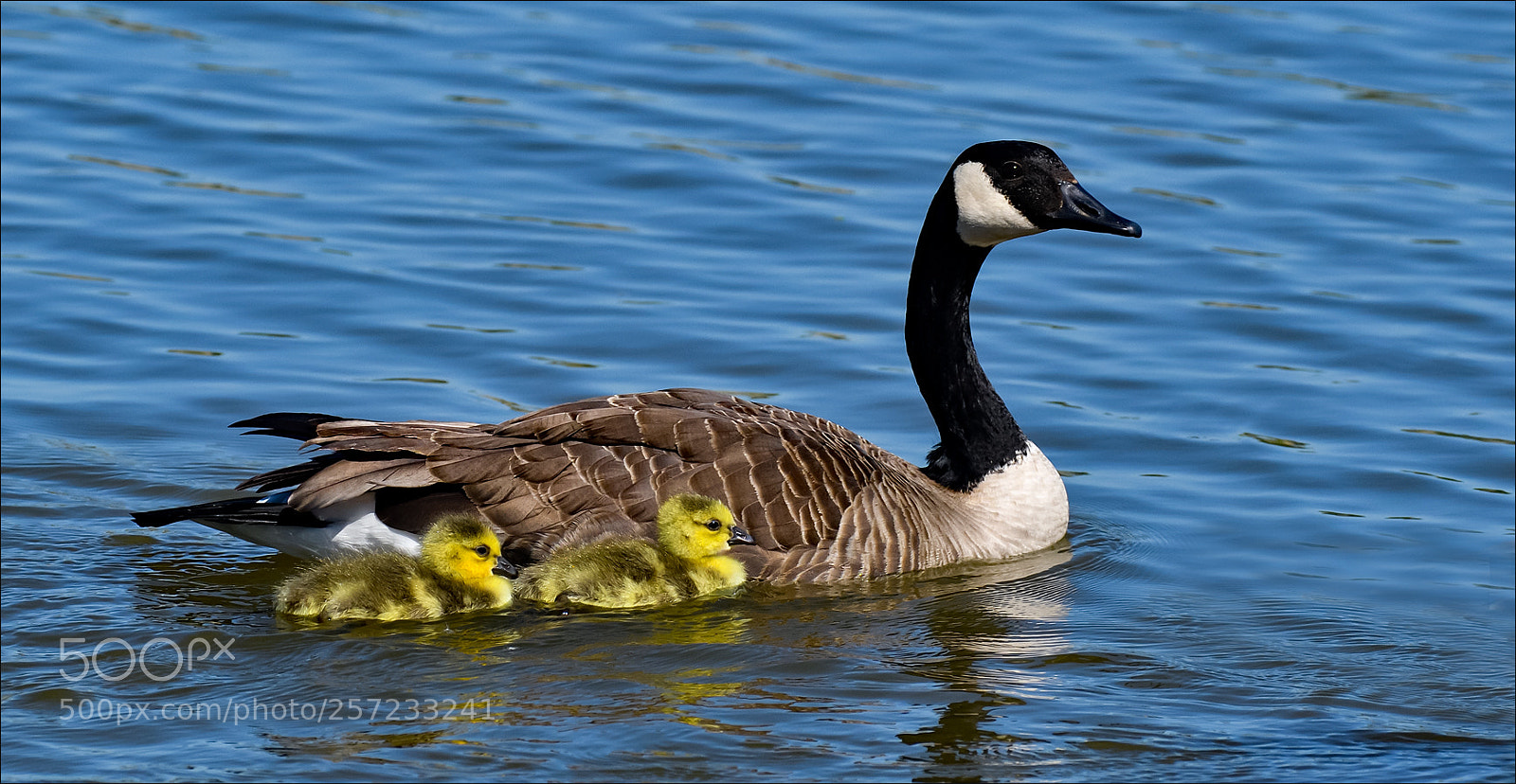 Nikon D500 sample photo. Close to mom photography