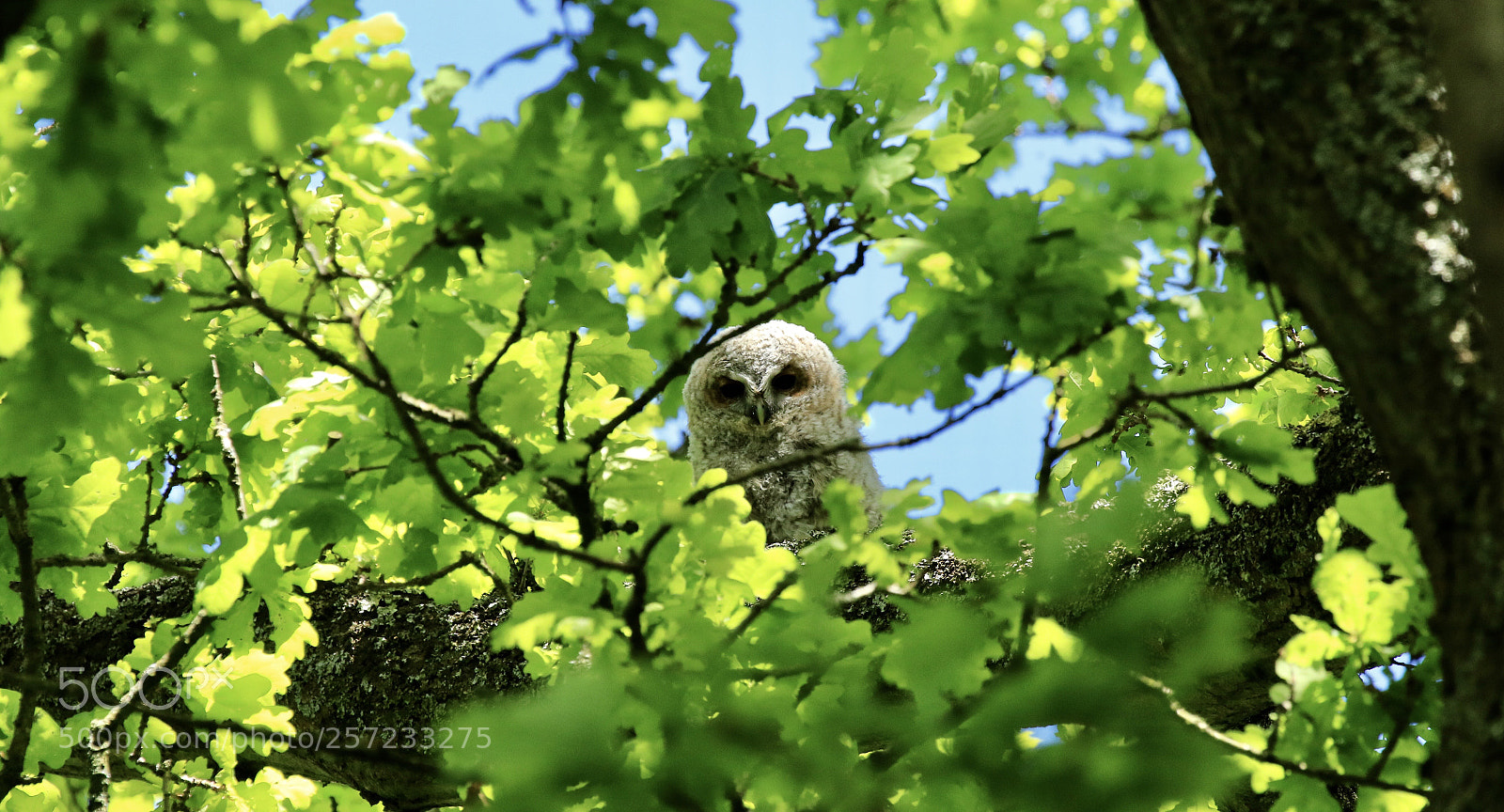 Canon EOS 7D Mark II sample photo. I have three tawny photography