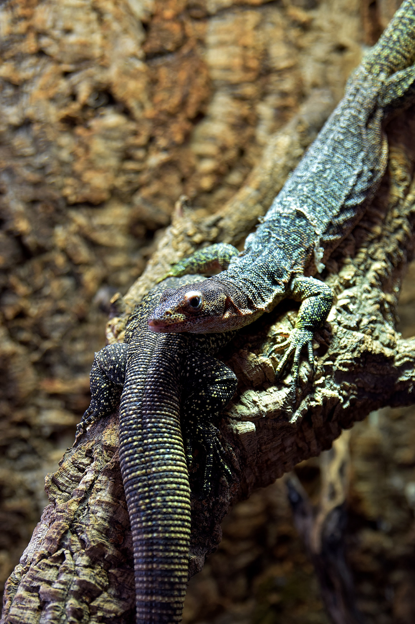 Nikon D5300 sample photo. Lézard photography