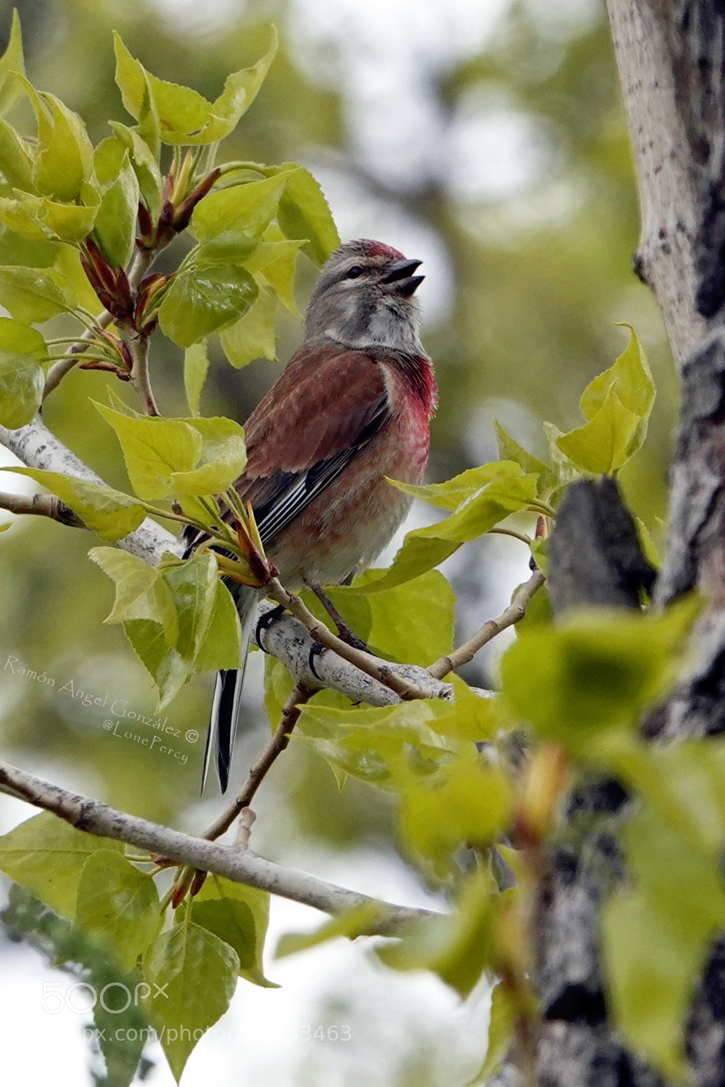 Sony Cyber-shot DSC-RX10 IV sample photo. Common linnet linaria cannabina photography