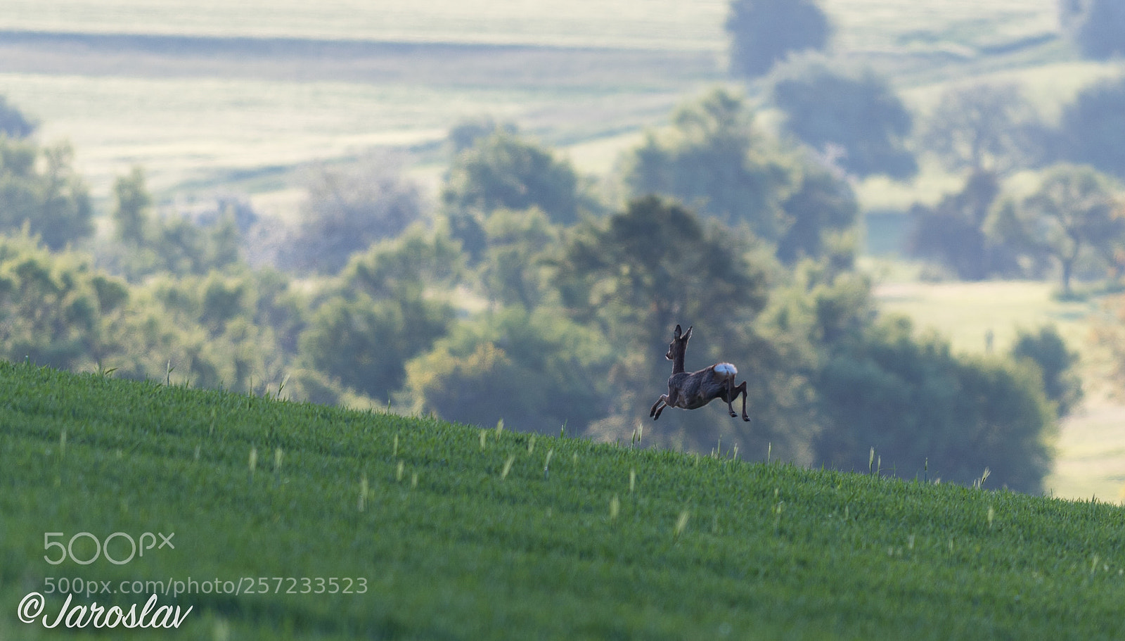 Nikon D500 sample photo. Escape from humans !!! photography