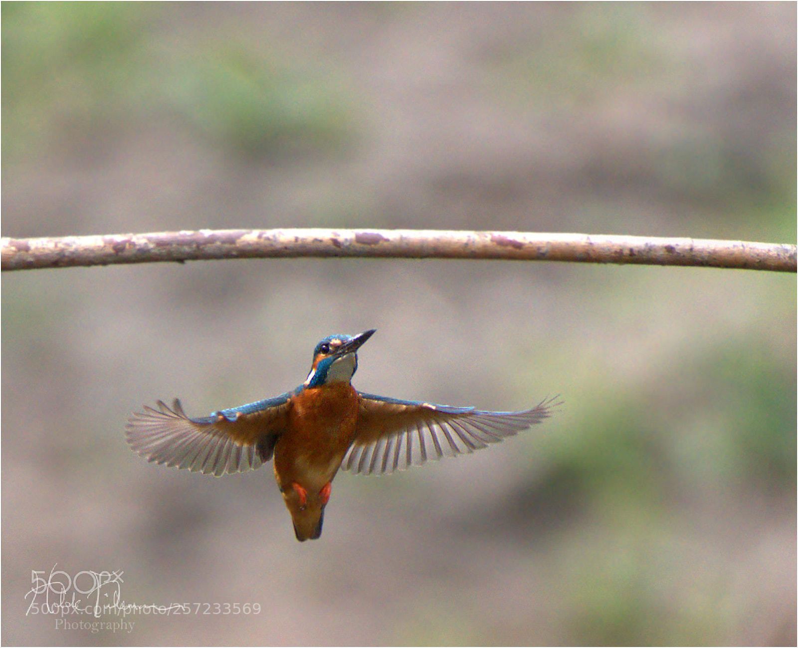 Nikon D750 sample photo. Kingfisher reaching up photography