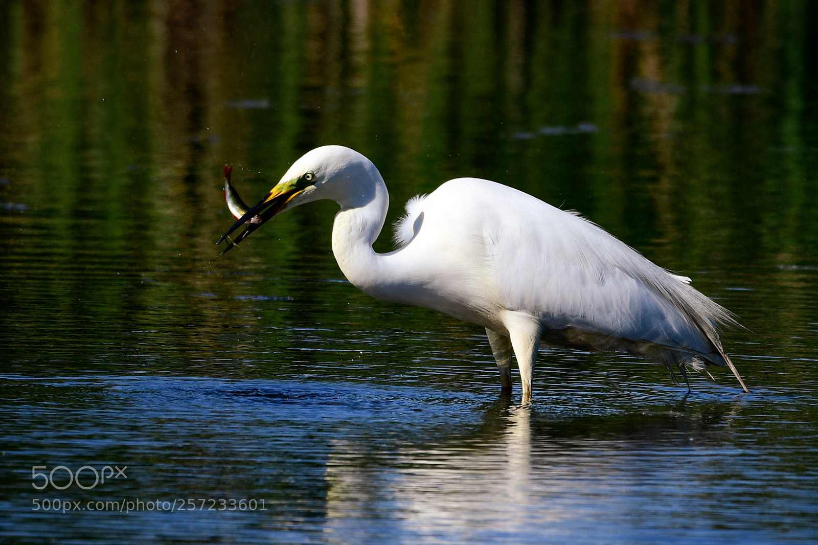 Nikon D7500 sample photo. Snacking egret photography