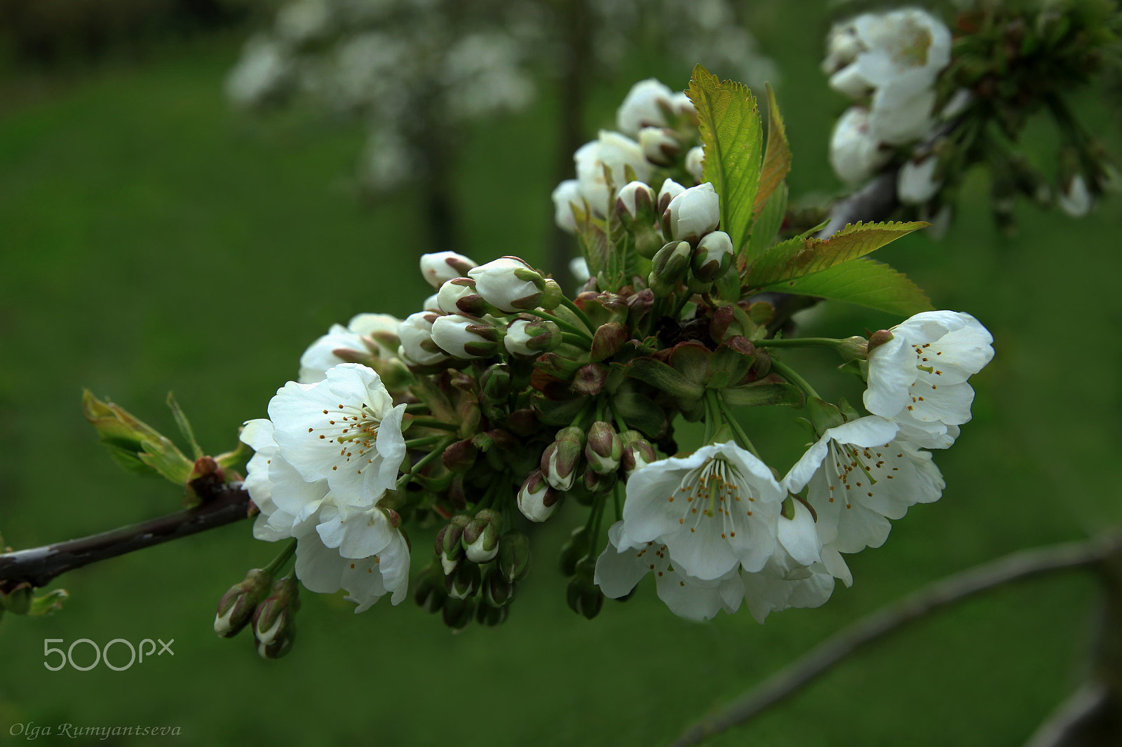 Canon EOS 50D sample photo. Spring. photography