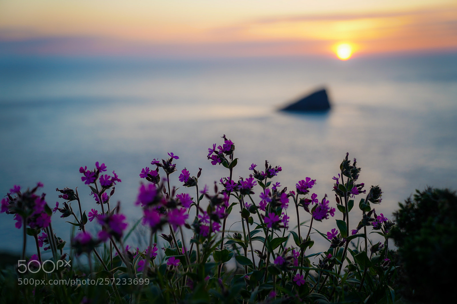 Sony a7 III sample photo. Sun flower photography