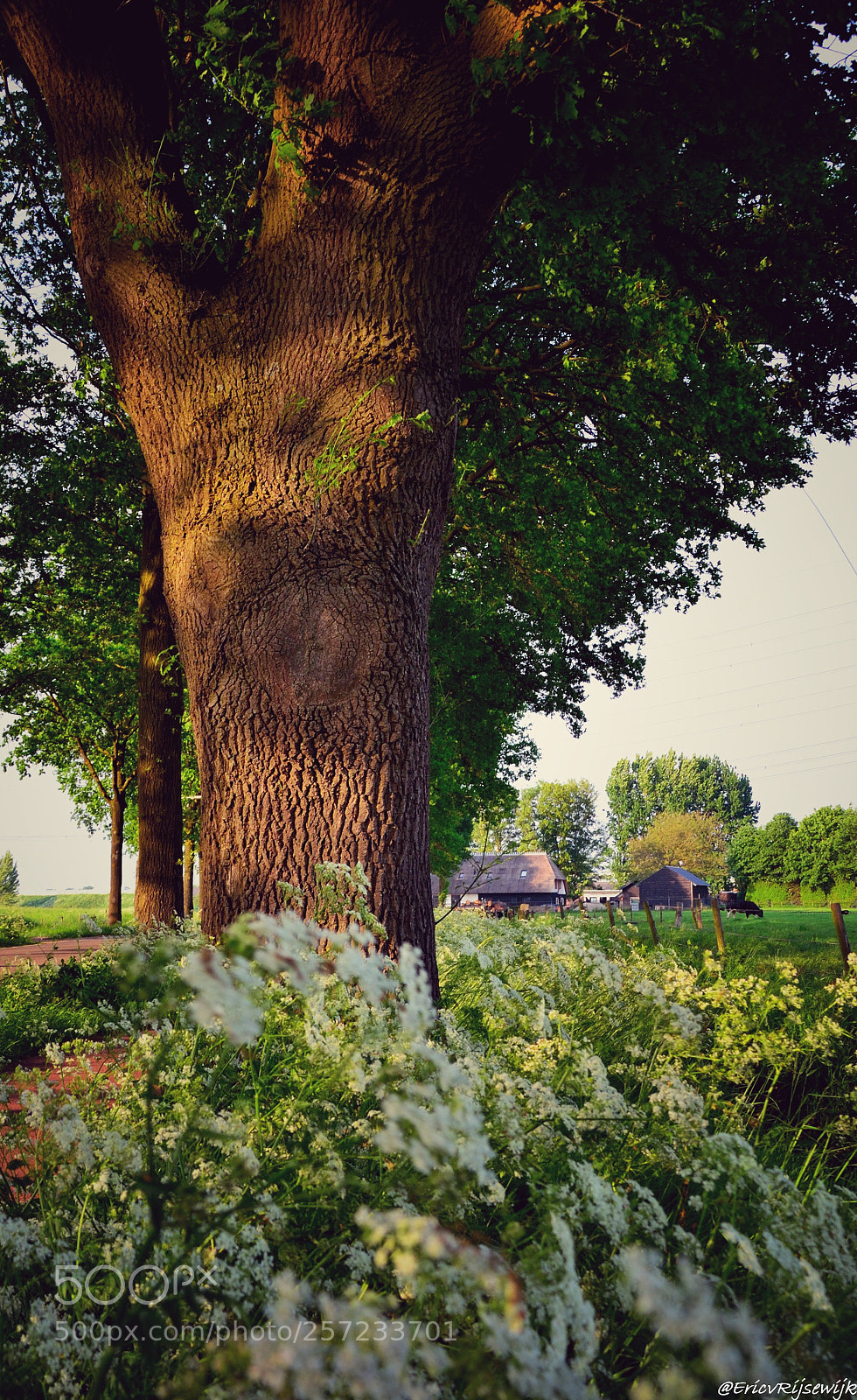 Nikon D3100 sample photo. Berkel-enschot photography