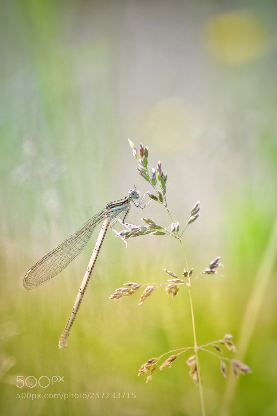 Nikon D3300 sample photo. Fairytale photography
