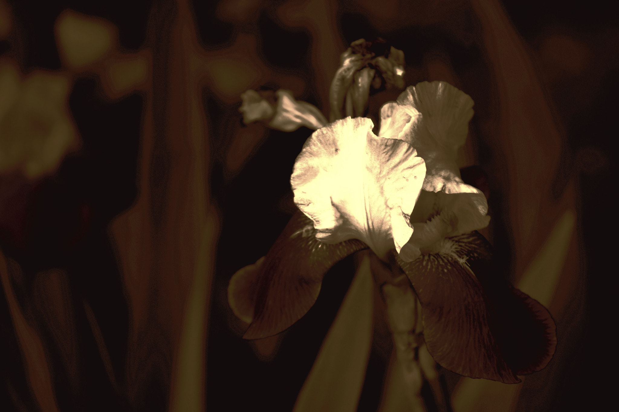 Nikon D7200 sample photo. Iris in sepia photography