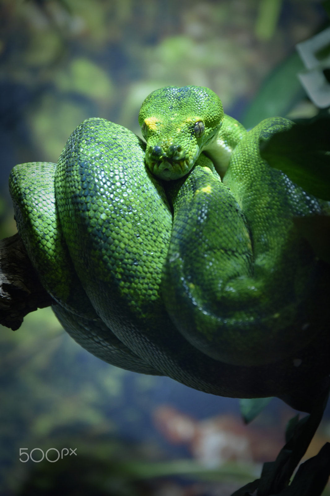 Nikon D7200 sample photo. Snake photography