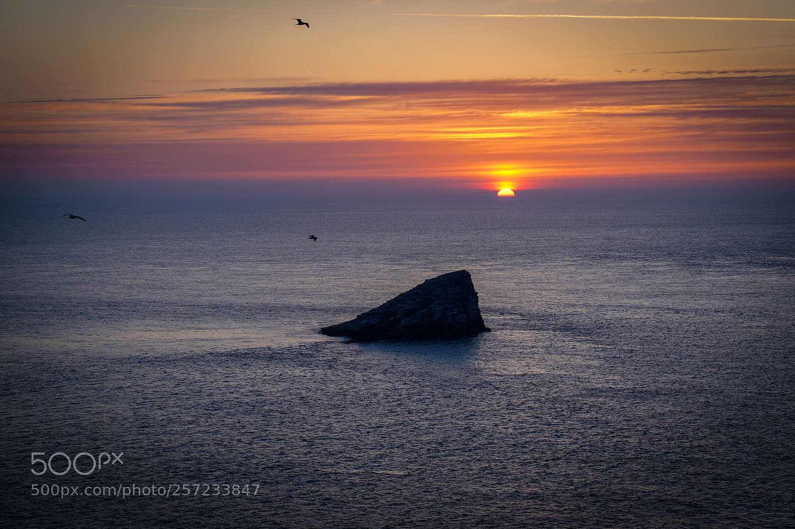 Sony a7 III sample photo. Bird sunset photography