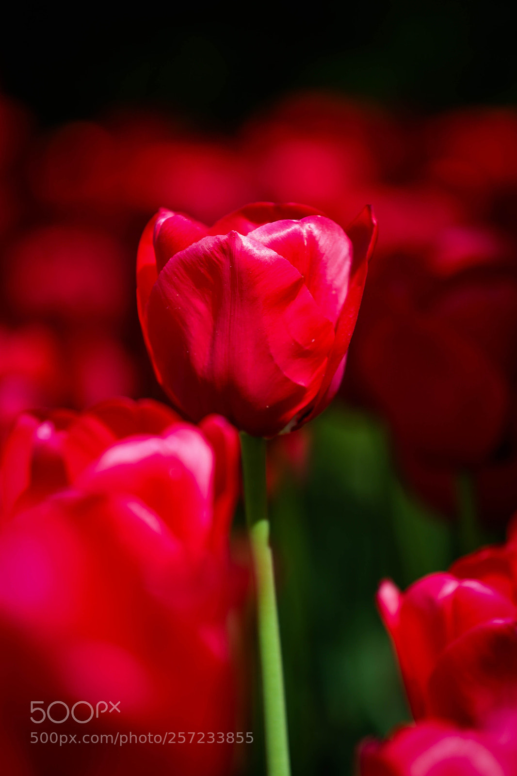Canon EOS 6D sample photo. K 3 photography