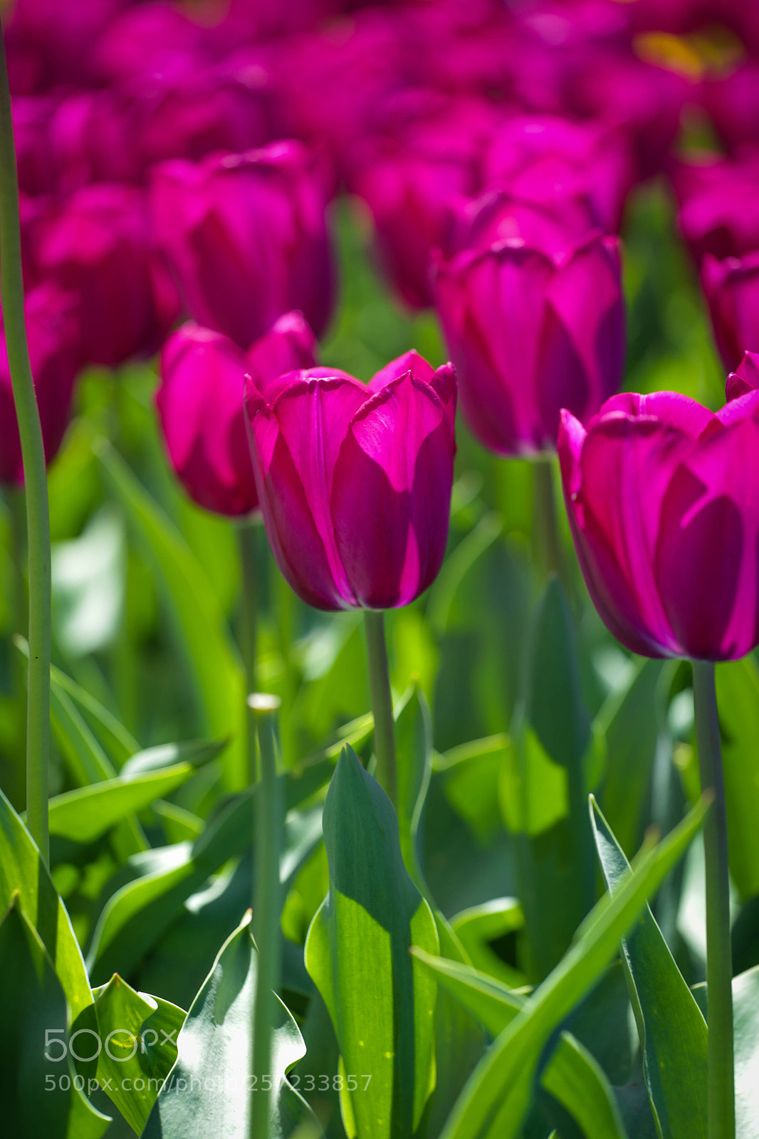 Canon EOS 6D sample photo. K 5 photography