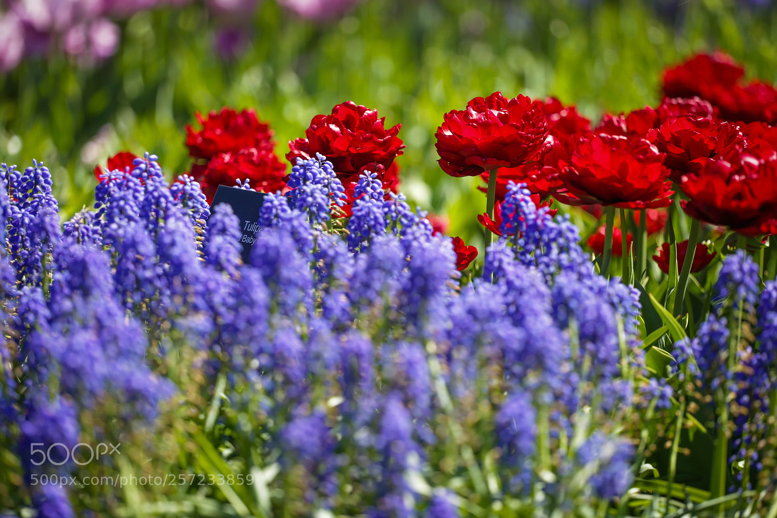Canon EOS 6D sample photo. K 4 photography