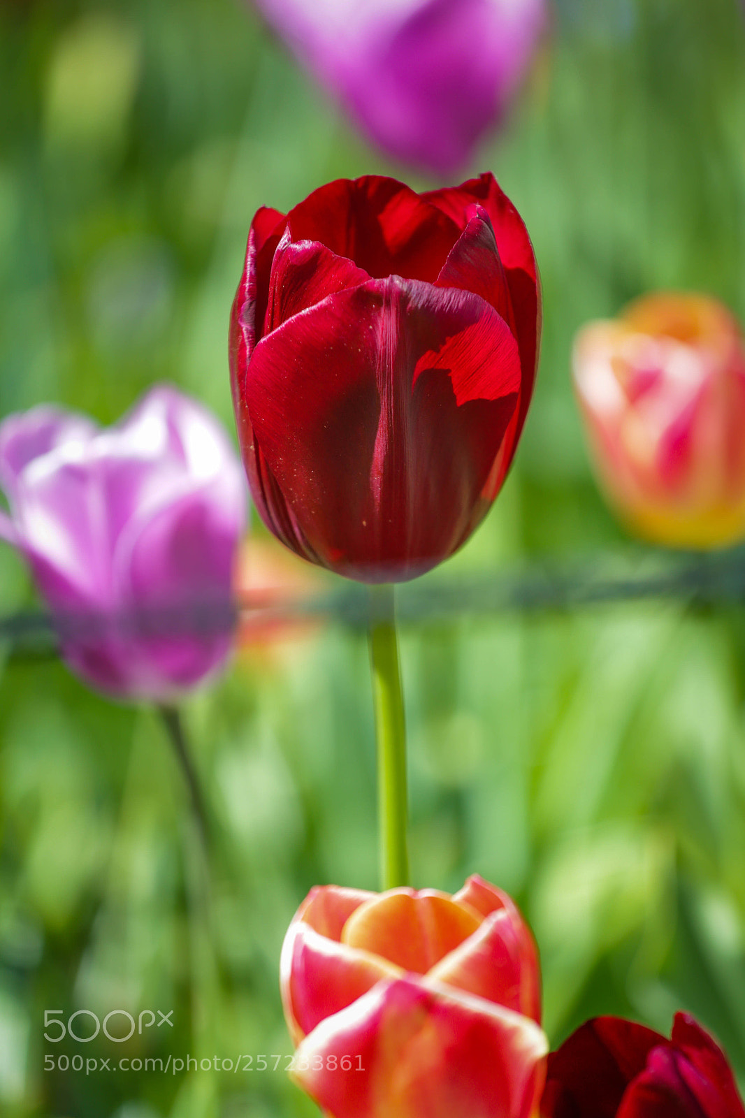 Canon EOS 6D sample photo. K 7 photography
