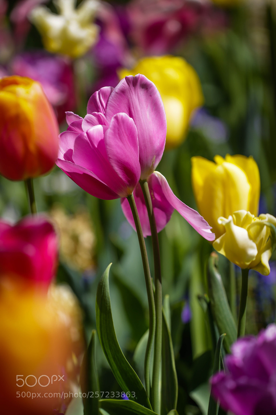 Canon EOS 6D sample photo. K 6 photography