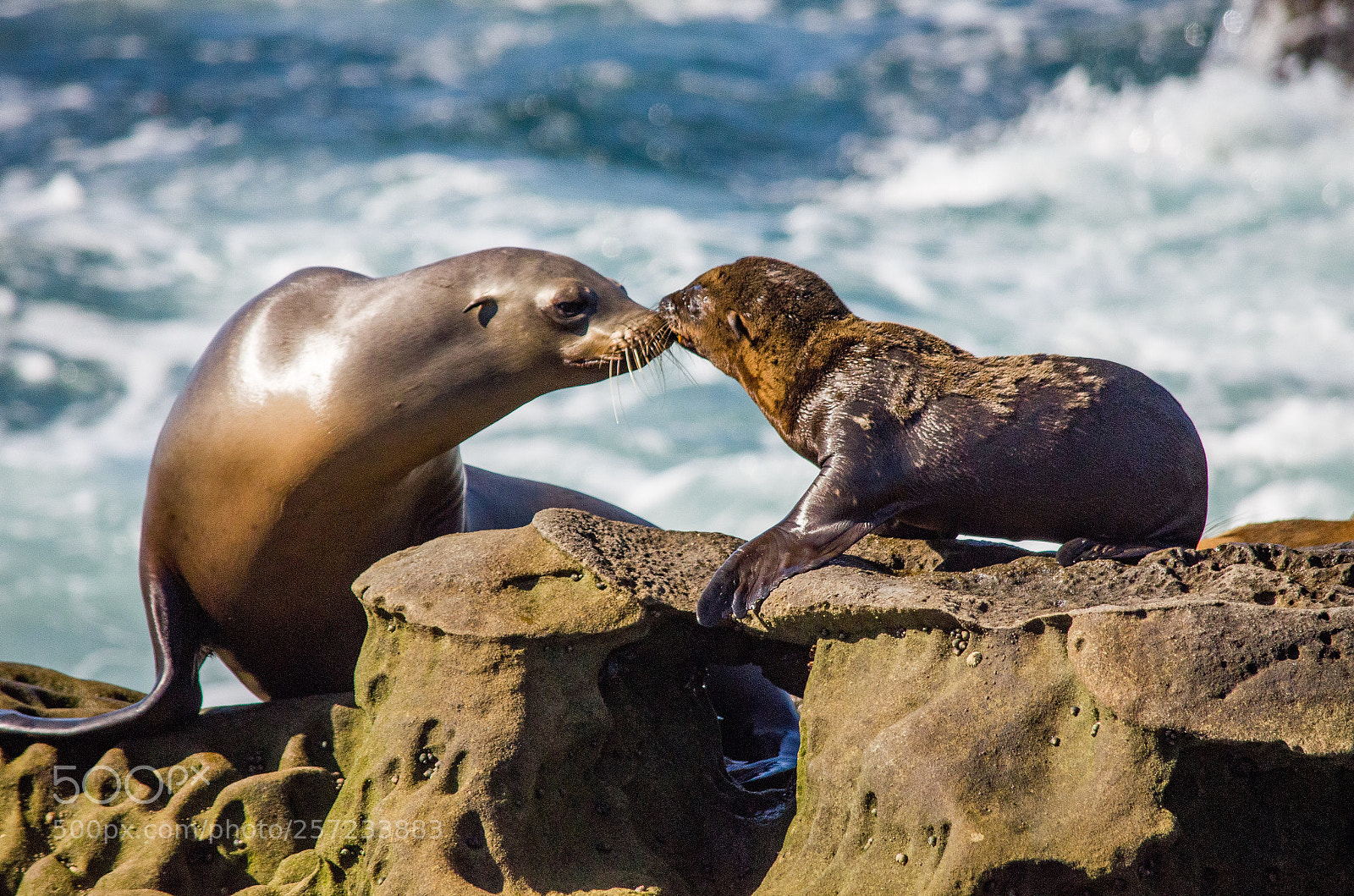 Nikon D7000 sample photo. Sea lion with pup photography