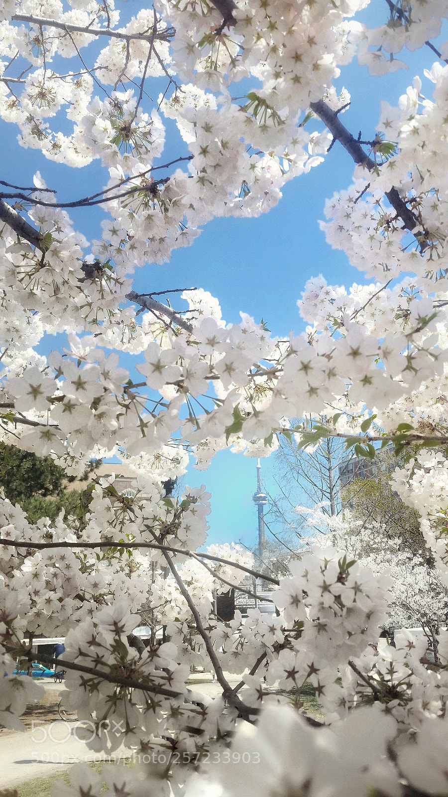 Samsung Galaxy S5 sample photo. City sakura photography