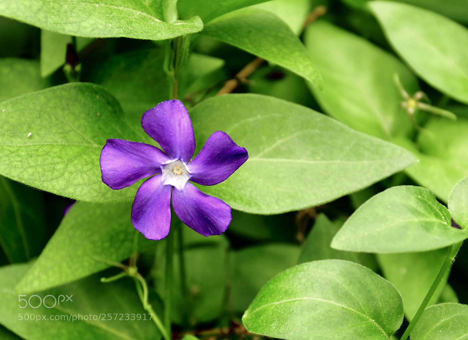 Nikon D850 sample photo. Purple blossom photography