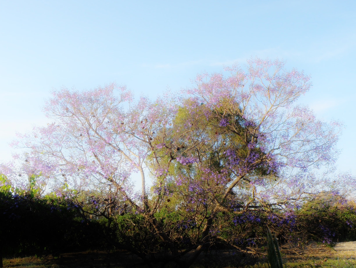 Olympus SP-565UZ sample photo. Jacaranda-tree photography