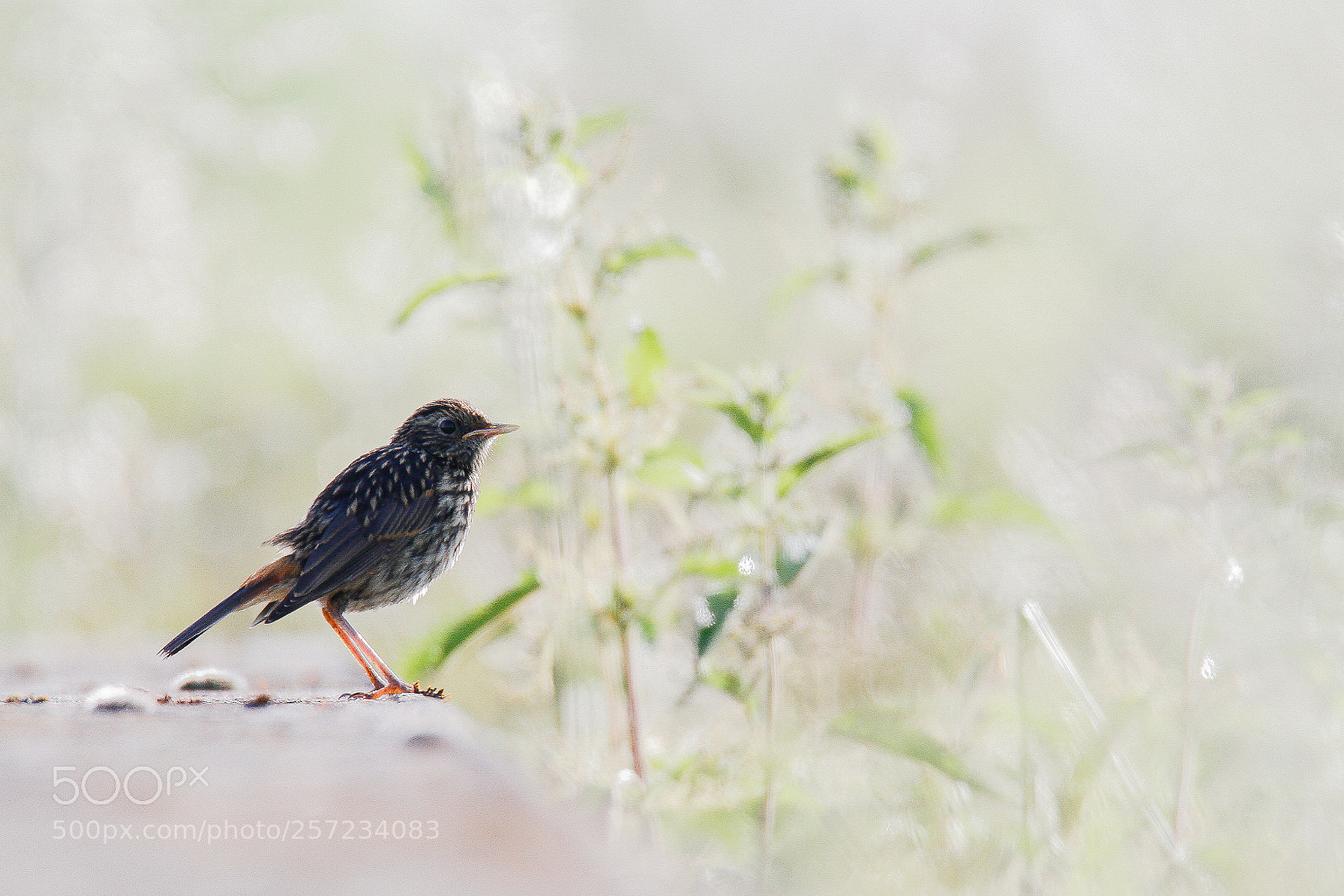 Canon EOS 7D sample photo. Bird photography