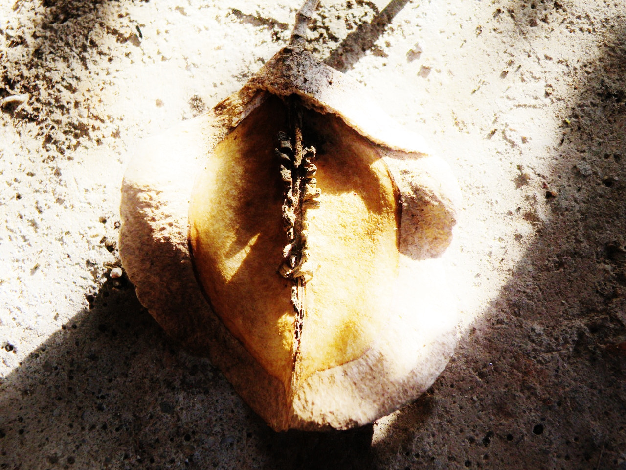 Olympus SP-565UZ sample photo. Seed capsule / jacaranda photography