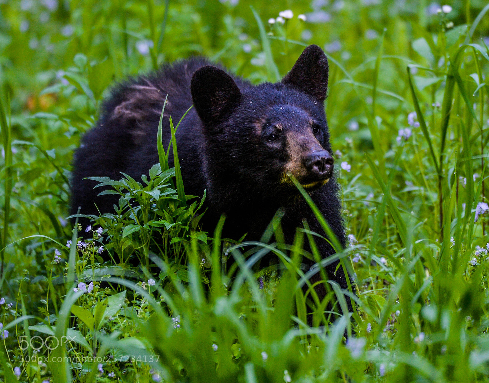 Nikon D4 sample photo. Black bear cub! photography