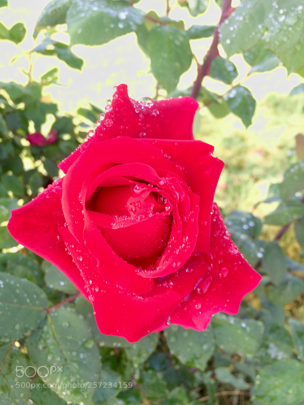Apple iPhone 5s sample photo. Ne güzelsin sen.. photography