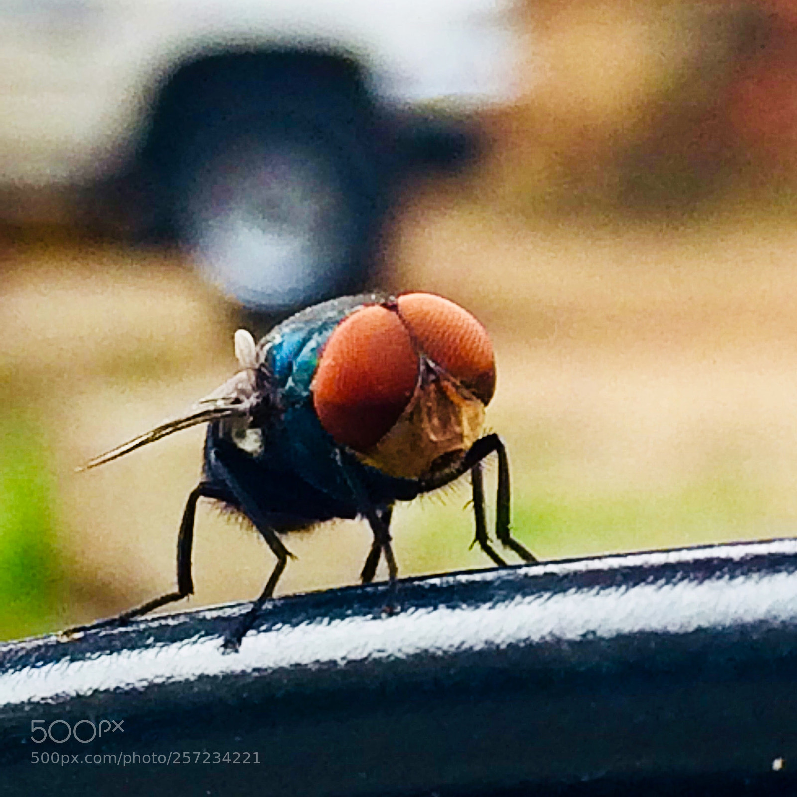 Apple iPhone 5s sample photo. Bug photography